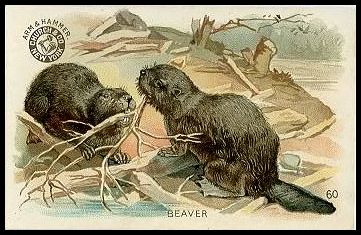 60 Beaver